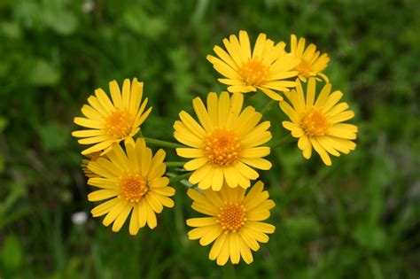 Krauses Greiskraut Tephroseris crispa Beschreibung Steckbrief Systematik