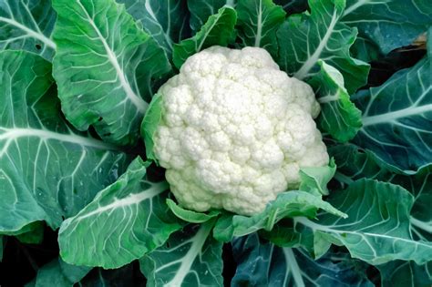 How To Grow And Care For Cauliflower