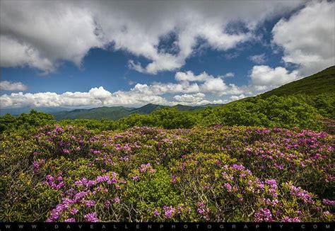 Blue Ridge Parkway Spring Flowers - Spring in the Mountains | Fine art ...