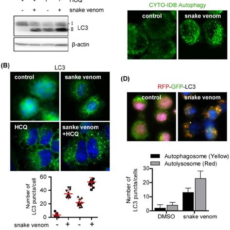 Snake Venom Induces Autophagic Flux In Lung Cancer Cells A And B