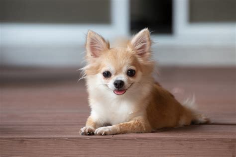 The 5 Best Chihuahua Breeders In Ontario