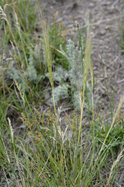 Elymus Elymoides Poaceae