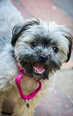 Alpharetta Ga Shih Tzu Meet Izzy Tizzy A Pet For Adoption