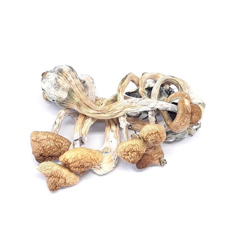 Magic Mushrooms And Sex Online Dispensary Canada SuperFunGuy