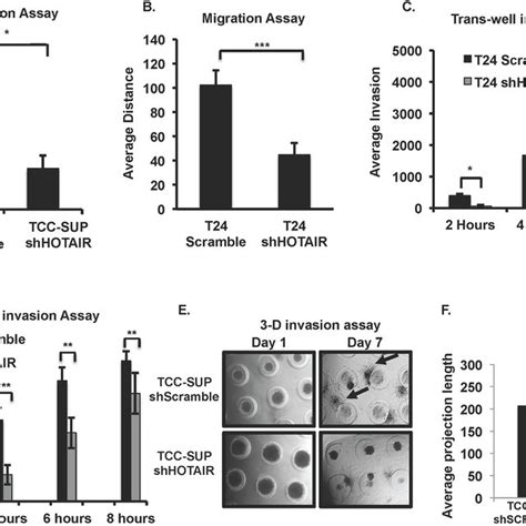 Hotair Knockdown Affects In Vitro Migration And Invasion In Ubc