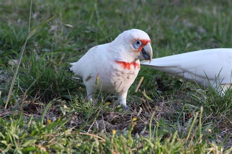 Long Billed Corella From Adelaide SA Australia On March 27 2011 At 06