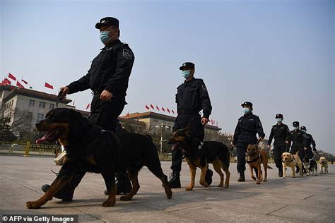 Chinese police academy auctions off dogs dropped from training for 'cowardice' and 'curly ears ...