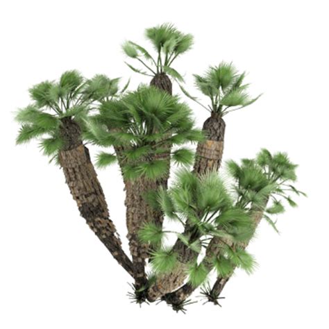 Mediterranean Fan Palm Rokn Alashjar