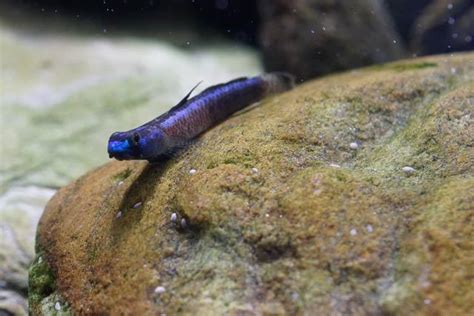 Gold Neon Dwarf Goby Churaumi Fish Encyclopedia Okinawa Churaumi