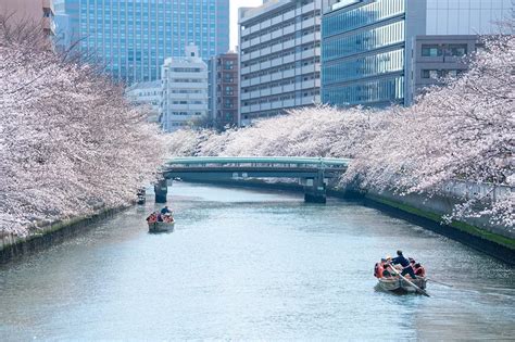 일본도쿄 일본 벚꽃 개화시기와 도쿄 벚꽃 명소🌸