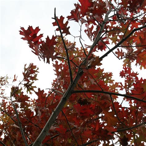 Quercus Shumardii 3 Shumard Oak Scioto Gardens Nursery