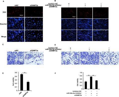 Mir A P Inhibits The Proliferation Of Laryngeal Cancer Cells By