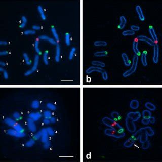 Fluorescence In Situ Hybridization Of 35S RDNA Green And 5S RDNA