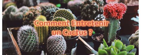 Comment Entretenir Un Cactus Maison Du Tablier