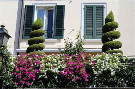 Piante Sempreverdi Per Terrazzo Inidpfohor