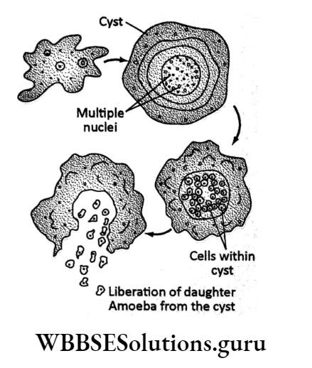 Wbbse Solutions For Class Life Science Chapter Reproduction