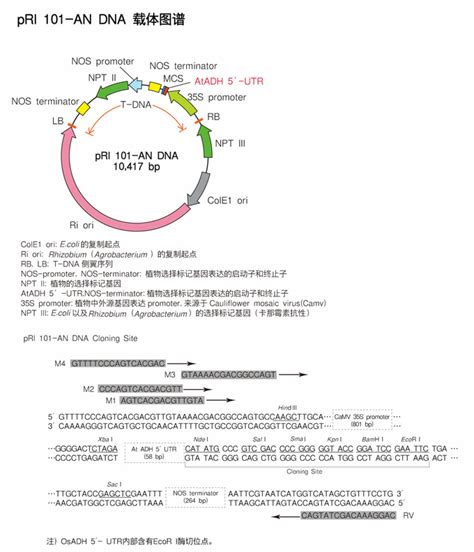 植物用双元载体pRI 101-AN DNA - Takara