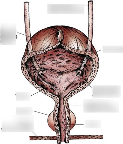 Ureter Anatomy Diagram Quizlet