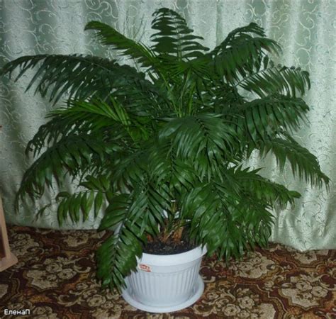 Пальма хамедорея: уход в домашних условиях, фото, цветение, размножение ...