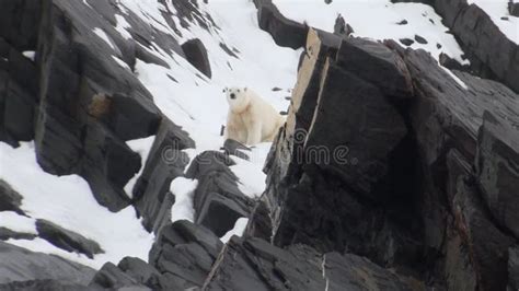 White Polar Bear Eats Dead Whale In Water Of Svalbard Stock Footage