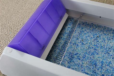 PetSafe ScoopFree Ultra Litter Box Review: Wishful Thinking