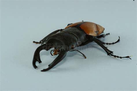 Rhinoceros beetle stock image. Image of beetle, insect - 46320077