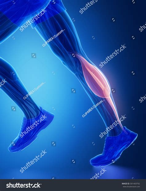 Gastrocnemius Human Muscle Anatomy Stock Illustration 301469792 ...