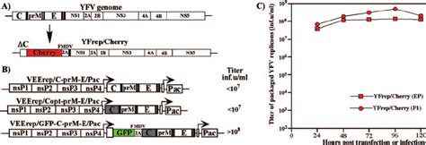 Packaging Of Yfv Replicon Lacking All Of The Structural Genes In The