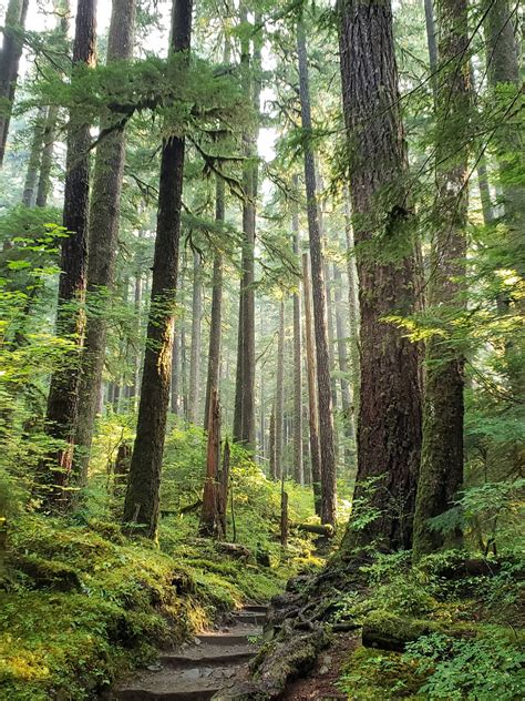 Download Forks Washington Forest Trees Wallpaper | Wallpapers.com