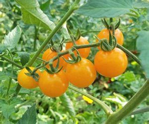 Sunviva Tomaten Aus Kurpfalz Braunf Uletolerante Tomatensorte