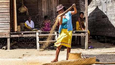 Rice For Dinner Explore Madagascar Rice Photo