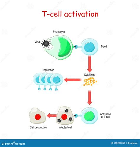 T cell Activation stock vector. Illustration of lymphoblast - 165207064