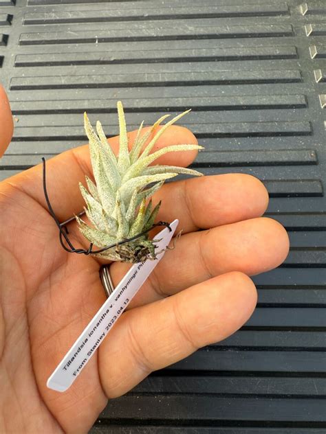 Yahoo オークション Tillandsia ionantha var vanhyningii Pink Lady