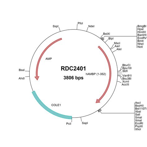 Human Rubicon Np Versaclone Cdna Rdc R D Systems