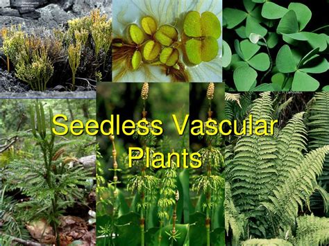 Ppt Seedless Vascular Plants Powerpoint Presentation Free Download