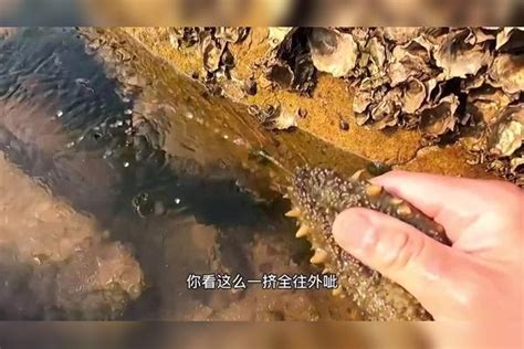 发现一只大海参正在吃生蚝海参