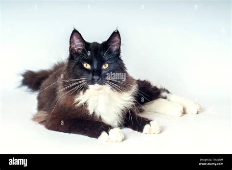 Norwegian Forest Cat Black And White Kitten