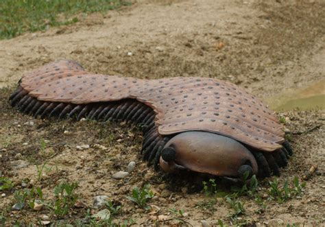 Arthropleura, Parco Natura Viva | Spencer Wright | Flickr