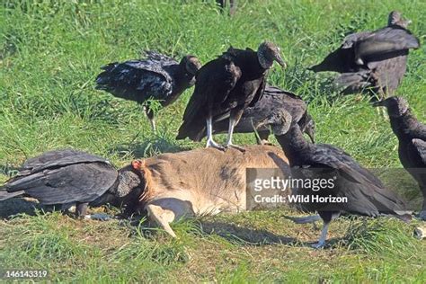 Black Vultures Feeding On Carcass Of A Dead Deer Coragyps Atratus