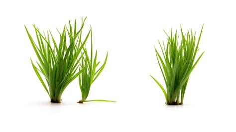 Duo Of Luscious Green Grass Textures Perfectly Isolated On A White Backdrop Background Green