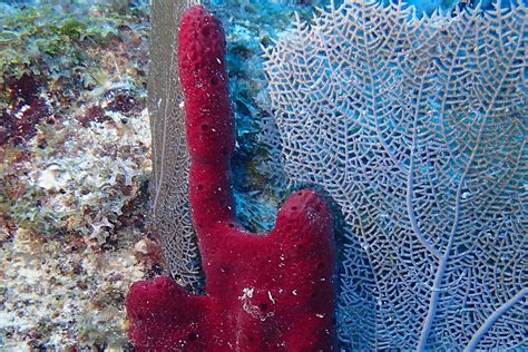 Invertebrates Animals Sponges