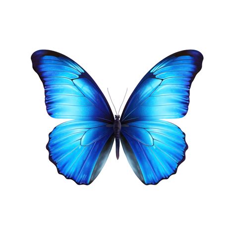 Blue Butterfly Isolated 26603511 PNG