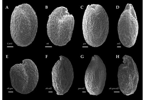 Scanning Electron Microscopy Of Seeds Sem Imaging Of Mature Seeds A