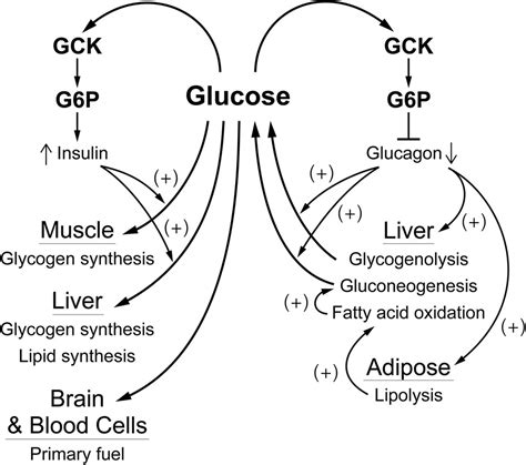 Frontiers The Central Role Of Glucokinase In Glucose Homeostasis A