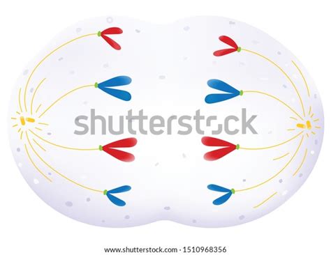 906 Anaphase Images, Stock Photos & Vectors | Shutterstock