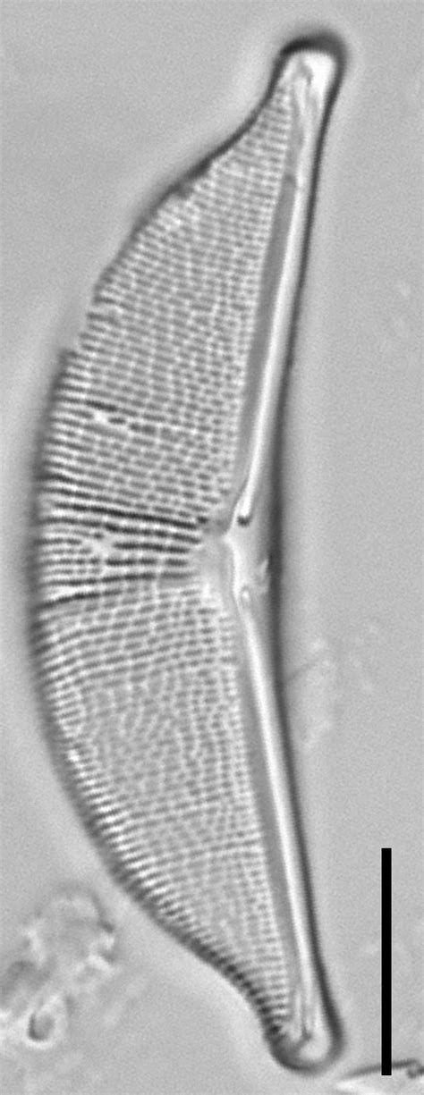 Halamphora Elongata Species Diatoms Of North America