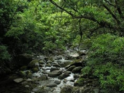 Cape Tribulation Mossman Gorge And Daintree Rainforest Day Trip From