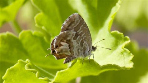 C Mo Es La Mariposa Que Se Come Los Geranios Microscopio Pro