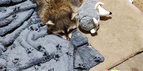 Raccoon attacks and how to avoid them