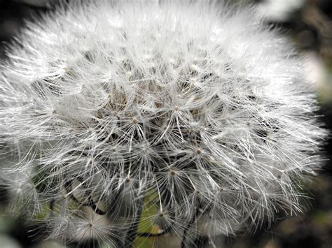 Closeup Photo of White Dandelion · Free Stock Photo